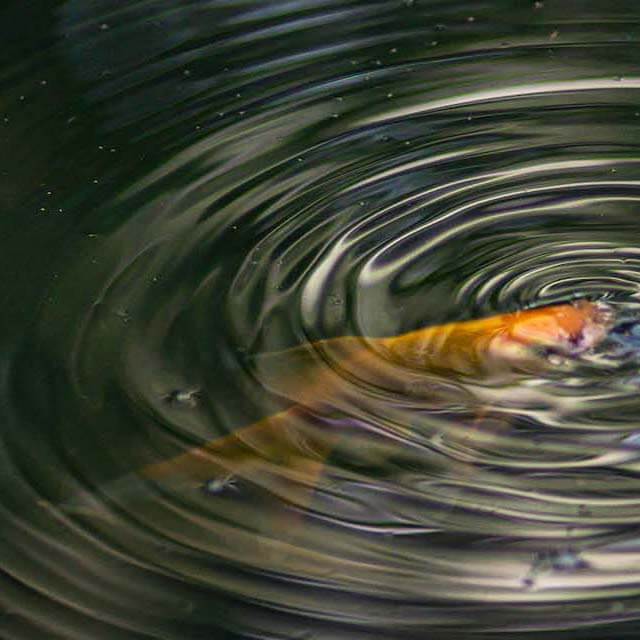 Ryba ve vodě